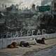 Image for article titled Watch Play Dead, an 18-minute movie about dogs versus zombies